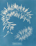 Sargasses plumeuses - Anna Atkins — näkymä teoksesta