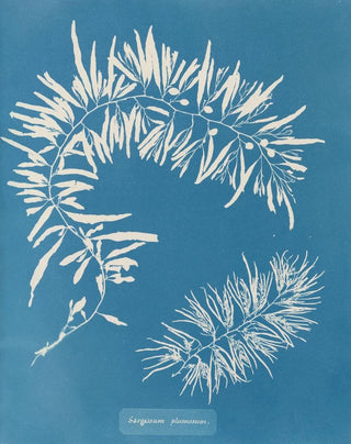 Anna Atkins - Sargassum plumosum.webp