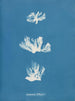 Schizonema dillwynii - Anna Atkins — näkymä teoksesta
