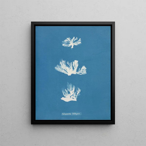 Anna Atkins - Schizonema Dillwynii.webp