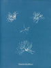 Schizonema helminthosum - Anna Atkins — näkymä teoksesta