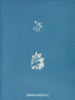 Schizonema le plus ramifié - Anna Atkins — näkymä teoksesta