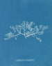 Sphaerococcus coronopifolius - Anna Atkins — näkymä teoksesta