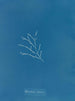 Sporochnus cabrer - Anna Atkins — näkymä teoksesta