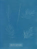 Sporochnus pedunculatus - Anna Atkins — näkymä teoksesta