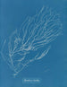 Rhizodes de Sporochnus - Anna Atkins — näkymä teoksesta