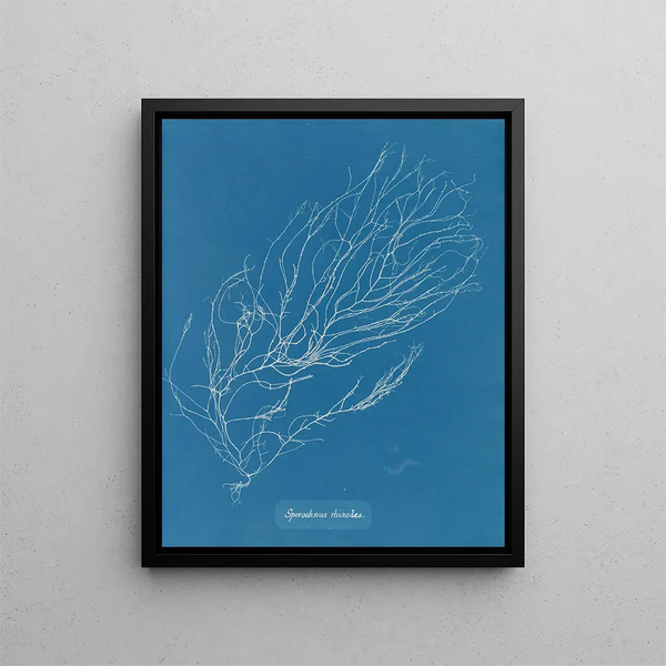 Anna Atkins - Sporochnus rhizodes.webp