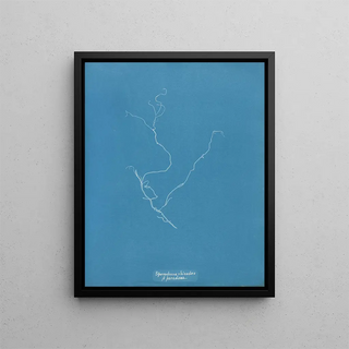 Anna Atkins - Sporochnus rhizodes paradoxa.webp