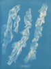 Ulva bullosa - Anna Atkins — näkymä teoksesta