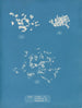 Ulva crispa A - Anna Atkins — näkymä teoksesta