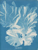 Un arbre très large - Anna Atkins — näkymä teoksesta