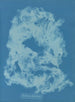 Vaucheria dichotoma - Anna Atkins — näkymä teoksesta