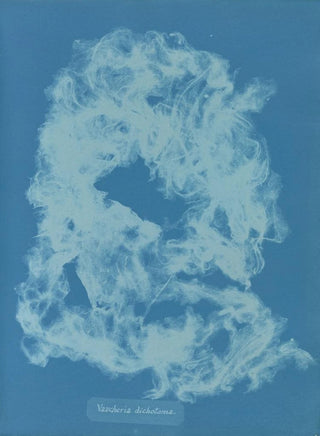 Anna Atkins - Vaucheria dichotoma.webp
