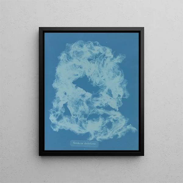 Anna Atkins - Vaucheria dichotoma.webp