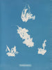 Port de plaisance de Vaucheria - Anna Atkins — näkymä teoksesta