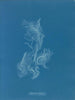 Zygnema brillant - Anna Atkins — näkymä teoksesta