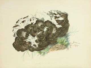 Anna Maria Hussey - Illustrations of British mycology Pl06.webp