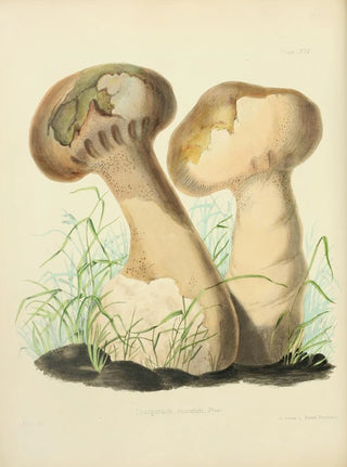 Anna Maria Hussey - Illustrations of British mycology Pl14.webp
