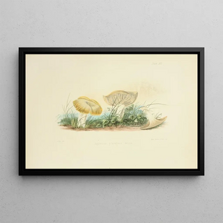 Anna Maria Hussey - Illustrations of British mycology Pl40.webp