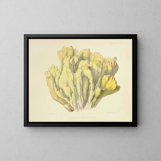 Anna Maria Hussey - Illustrations of British mycology Pl46.webp