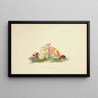 Anna Maria Hussey - Illustrations of British mycology Pl61.webp