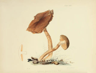 Anna Maria Hussey - Illustrations of British mycology Pl72.webp
