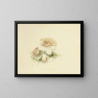Anna Maria Hussey - Illustrations of British mycology Pl84.webp