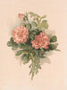 Roses blush - Annie Nowell — näkymä teoksesta