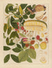 Album d'aquarelles chinoises de fruits asiatiques Pl01 - Anonyymi — näkymä teoksesta