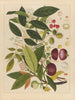 Album d'aquarelles chinoises de fruits asiatiques Pl02 - Anonyme — näkymä teoksesta