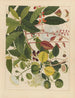 Album d'aquarelles chinoises de fruits asiatiques Pl03 - Anonyymi — näkymä teoksesta