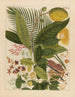 Album d'aquarelles chinoises de fruits asiatiques Pl04 - Anonyme — näkymä teoksesta