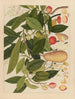 Album d'aquarelles chinoises de fruits asiatiques Pl05 - Anonyme — näkymä teoksesta