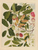 Album d'aquarelles chinoises de fruits asiatiques Pl06 - Anonyme — näkymä teoksesta