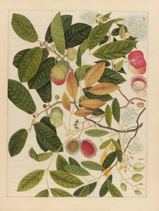 Anonymous - Album of Chinese watercolors of Asian fruits Pl06.webp