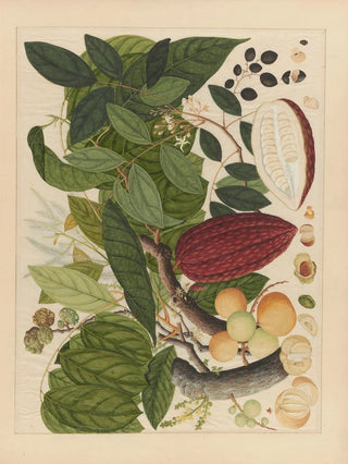 Anonymous - Album of Chinese watercolors of Asian fruits Pl07.webp