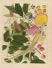 Album d'aquarelles chinoises de fruits asiatiques Pl08 - Anonyme — näkymä teoksesta