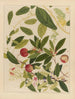 Album d'aquarelles chinoises de fruits asiatiques Pl09 - Anonyme — näkymä teoksesta