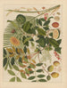 Album d'aquarelles chinoises de fruits asiatiques Pl10 - Anonyme — näkymä teoksesta