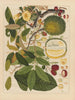 Album d'aquarelles chinoises de fruits asiatiques Pl11 - Anonyymi — näkymä teoksesta