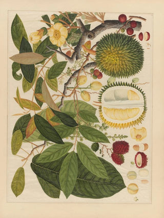 Anonymous - Album of Chinese watercolors of Asian fruits Pl11.webp