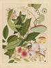 Album d'aquarelles chinoises de fruits asiatiques Pl12 - Anonyymi — näkymä teoksesta