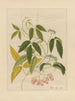 Album d'aquarelles chinoises de fruits asiatiques Pl13 - Anonyymi — näkymä teoksesta