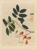 Album d'aquarelles chinoises de fruits asiatiques Pl14 - Anonyymi — näkymä teoksesta