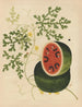 Album d'aquarelles chinoises de fruits asiatiques Pl15 - Anonyme — näkymä teoksesta