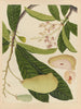 Album d'aquarelles chinoises de fruits asiatiques Pl16 - Anonyymi — näkymä teoksesta