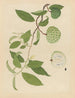 Album d'aquarelles chinoises de fruits asiatiques Pl17 - Anonyymi — näkymä teoksesta