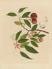 Album d'aquarelles chinoises de fruits asiatiques Pl18 - Anonyme — näkymä teoksesta