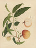 Album d'aquarelles chinoises de fruits asiatiques Pl19 - Anonyymi — näkymä teoksesta