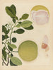 Album d'aquarelles chinoises de fruits asiatiques Pl20 - Anonyymi — näkymä teoksesta